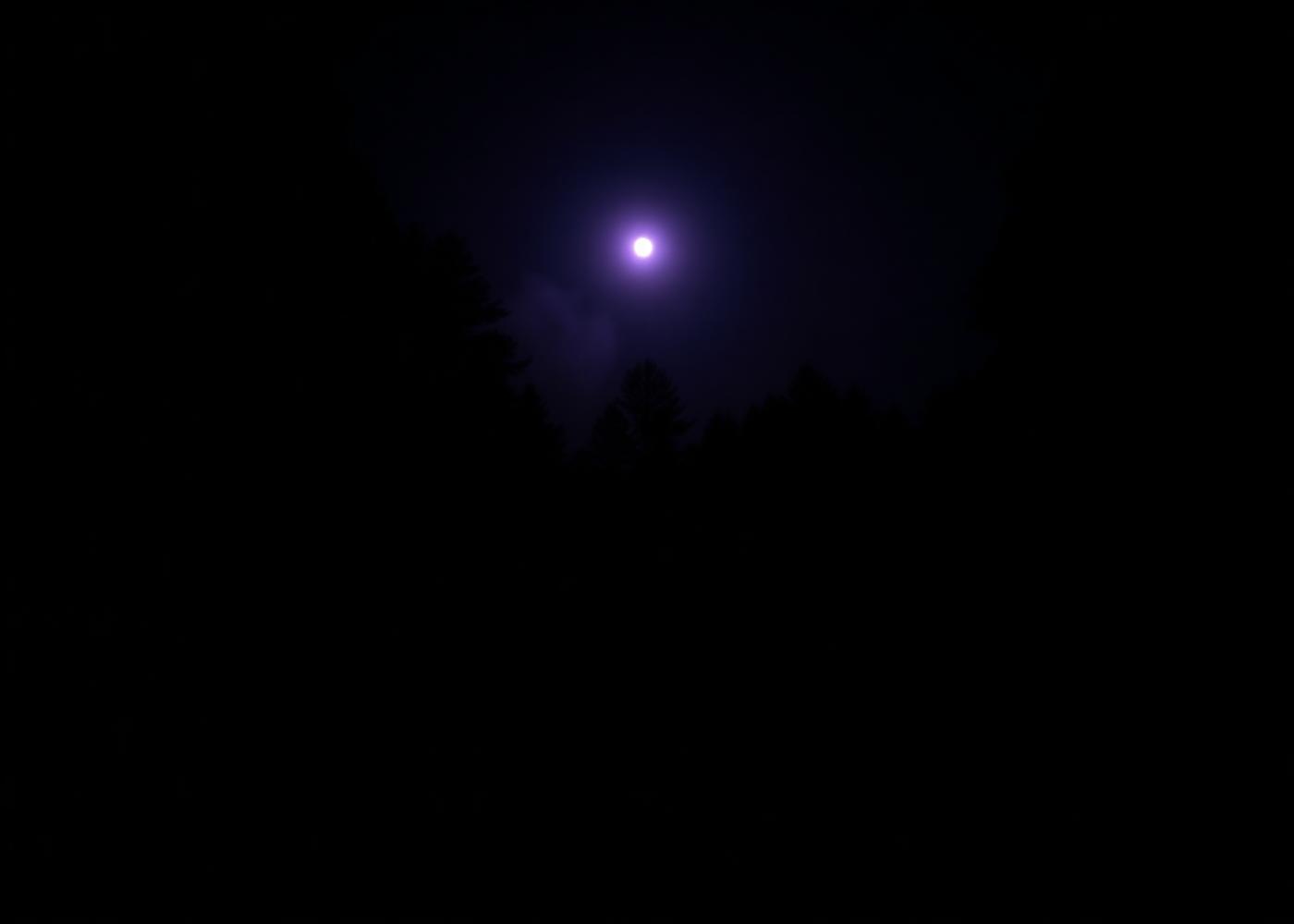 Moonlit fog over a dark forest crossroads, representing a psychic insight session